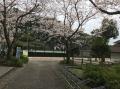 広瀬コート桜